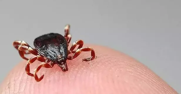 Sivas'ta kene can aldı: 1,5 yaşındaki çocuk öldü