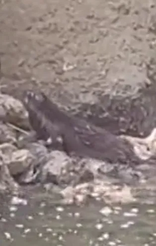 Nesli tükenmek üzereydi... Muş'ta Alparslan-2 Barajı'nda su samuru görüntülendi