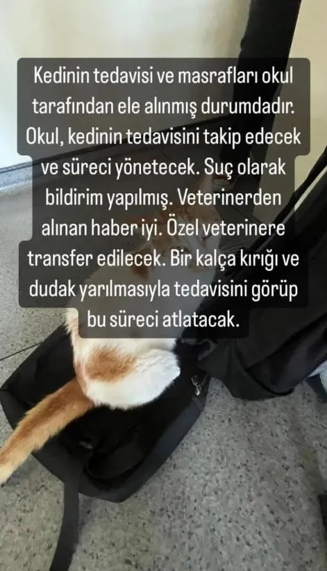 1711467246379.jpeg Kedi Eros'tan sonra bir vahşet daha | Cani öğretmen okulun kedisi Faruk'u 5. kattan attı! 2 bacağı kırıldı iç kanama geçirdi...-9