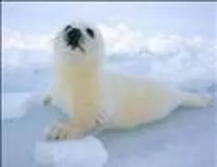 Fok Balıklarının Dünyası