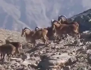 Dağ fareleri değil dağ keçileri geziyor!