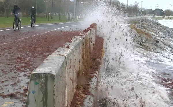 Caddebostan Sahili kırmızı yosunlarla kaplandı