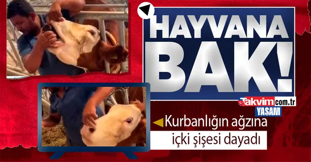 Kurban Bayramı öncesi skandal! Kurbanlık hayvana içki şişesiyle...