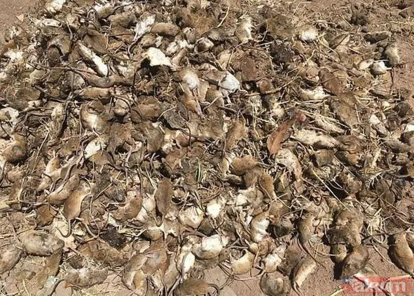 Koronavirüs fare istilasından sonra şimdi de örümcek istilası! Avustralya'da her yeri örümcek ağları kapladı - 8