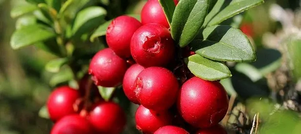 Antibiyotikten daha güçlü mucize meyve!