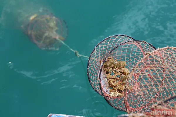 Ayda 100 bin lira kazanıyor! İşletme bitirip köyüne döndü kerevit avlayıp satıyor - 11