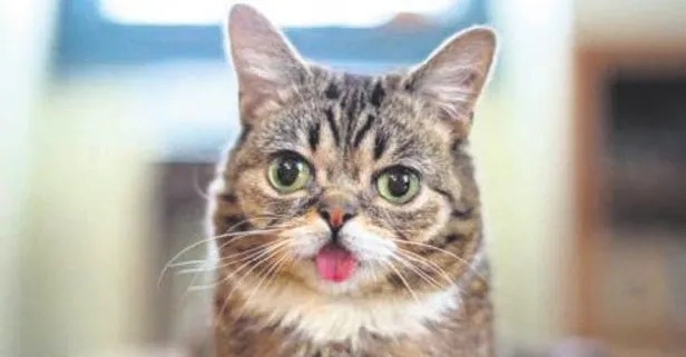 sosyal medya fenomeni kedi lil bub