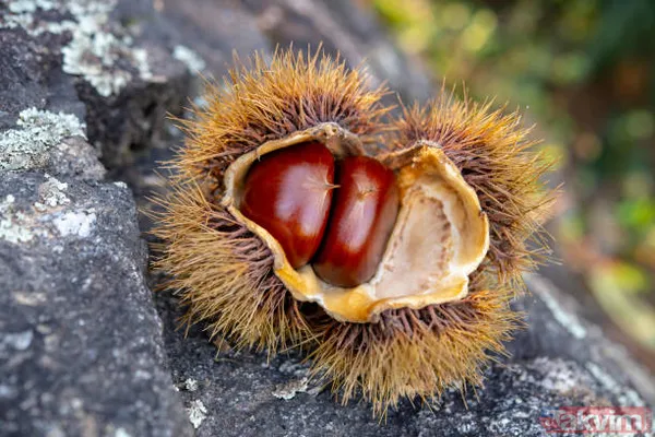 Mucizevi at kestanesi ile tüm hastalıklara savaş açın! Her derde şifa! Ağrıları bıçak gibi kesiyor! - 22