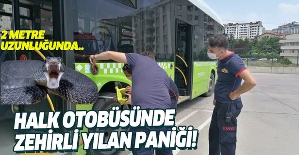 son dakika halk otobusunde yilan