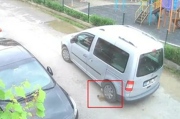 Kocaeli'de yavru köpeği ezen sürücünün cezası belli oldu