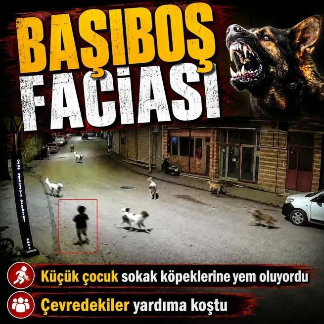 Orduda sokak köpekleri küçük çocuğa saldırdı