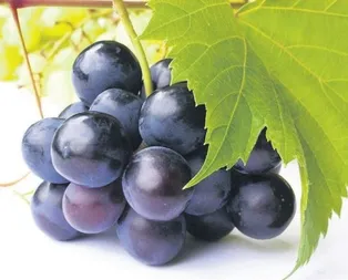 Her derde deva üzüm