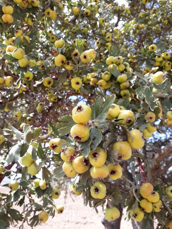fiyati-sasirtacak-cinsten-hasadini-yapanlar-simdi-paraya-para-demiyor-her-derde-deva-1601746915380.jpg Fiyatı şaşırtacak cinsten! Hasadını yapanlar şimdi paraya para demiyor! Her derde deva...-4