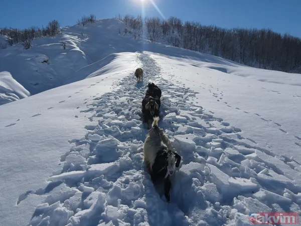 Karlı dağlarda keçilerin zorlu yolculuğu! 2 metreyi bulan karda 6 kilometre... - 6