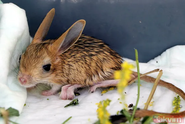 Nesli tükenme tehlikesi altında! Bitkin halde bulunan 5 yavru Arap tavşanı özel bakıma alındı - 4