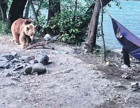 Tunceli’de kamp yapan fotoğrafçıya ayı ailesinden sürpriz ziyaret