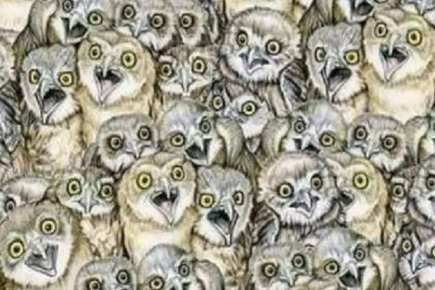 zeka-seviyesini-sipsak-cozen-test-baykuslarin-arasindaki-kediyi-bulana-dahi-diyorlar-1713879645874.jpg Zeka seviyesini şipşak çözen test! Baykuşların arasındaki kediyi bulana dahi diyorlar-3