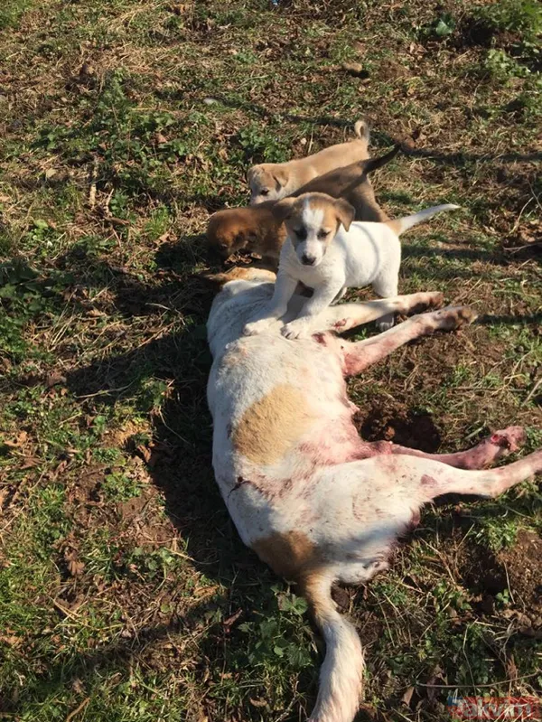 Duygulandıran görüntü! Pompalı tüfekle öldürülen köpeğin 7 yavrusu başından ayrılmadı - 9