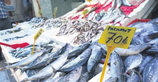 50 TL'ye palamut! Karadeniz'de ağlar doldu