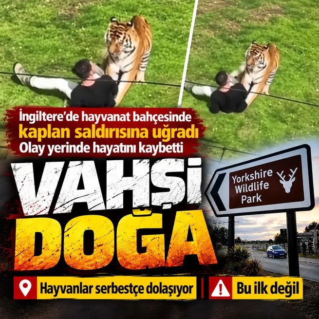 İngilterede hayvanat bahçesindeki kaplan saldırısında 1 kişi hayatını kaybetti! Kaplana itlaf uygulanmayacağı açıklandı