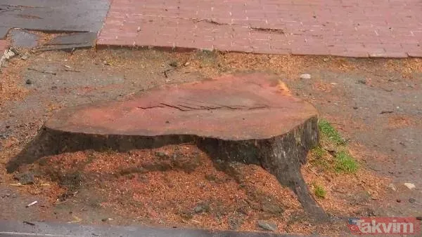 İstanbul tarihine kazınan bir ihanet! Ağaç zarar görmesin diye köşk yürüten Atatürk'ten asırlık çınarları katleden CHP'li İBB'ye - 20