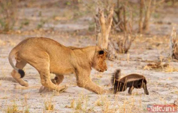 Yılan evcil köpeğe saldırdı! Dehşet dolu anlar... - 26