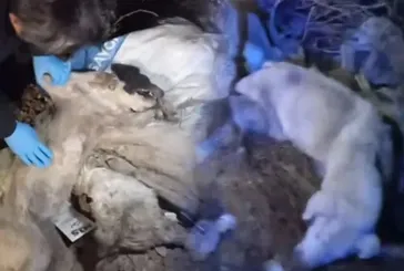 CHP’li Edremit Belediyesi çöplüğünde dehşet: 40 ölü köpek bulundu