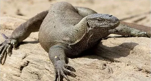 yuh-artik-hindistanda-4-avci-bengal-kertenkelesini-istismar-ederken-yakalandi-1649937145653.jpg Yuh artık! Hindistan'da 4 avcı Bengal kertenkelesini istismar ederken yakalandı-2