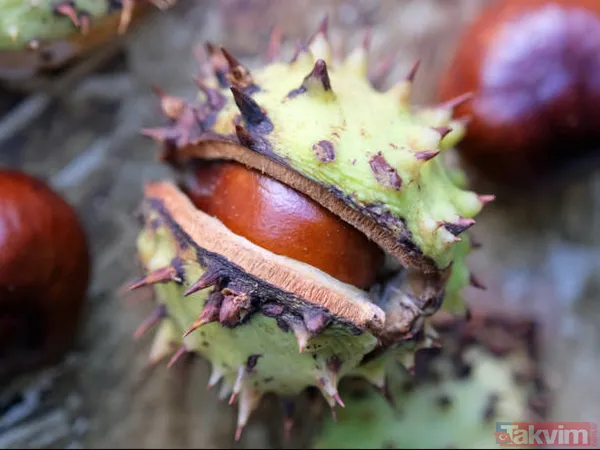 Mucizevi at kestanesi ile tüm hastalıklara savaş açın! Her derde şifa! Ağrıları bıçak gibi kesiyor! - 13