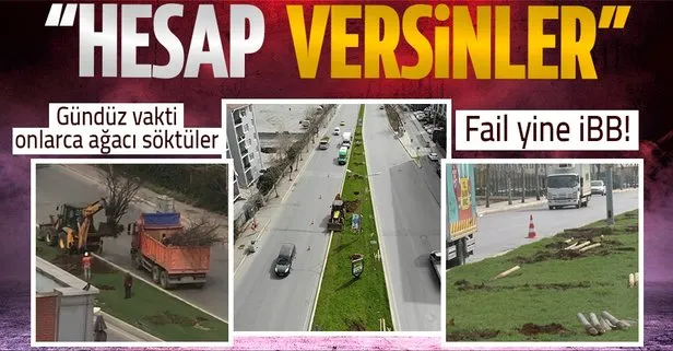 İBB ekipleri gündüz vakti onlarca ağaç söktü! Vatandaşlardan tepki: Hesap versinler