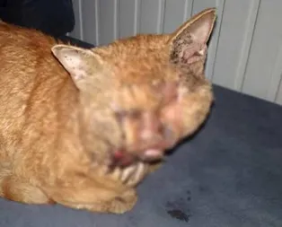 İnsanlıktan utandıran haber! Naylon yakıp...