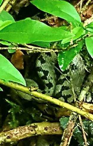 Bartın'da dünyanın en zehirli yılanlarından kabul edilen boynuzlu engereğin üstüne bastı