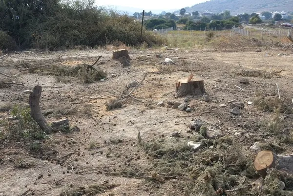 chpli-seferihisar-belediyesi-asirlik-agaclari-kokunden-kesti-agaclar-kurudu-yalanini-fotograflar-ortaya-cikadi-1665640904508.jpg CHP'li Seferihisar Belediyesi asırlık ağaçları kökünden kesti! 'Ağaçlar kurudu' yalanını fotoğraflar ortaya çıkardı-6