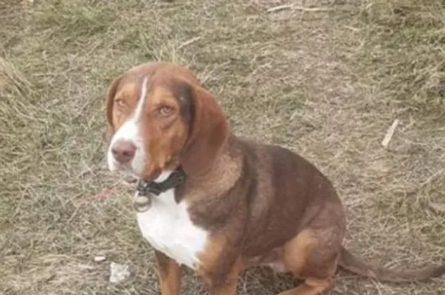 Kastamonu'da kan donduran vahşet! Sucuklara iğne saplayıp köpeklere yedirdiler!