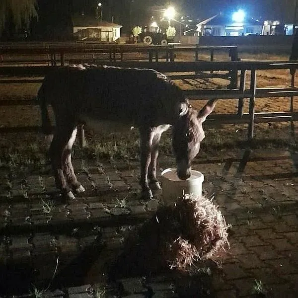 1714746708577.jpeg Kayseri'de ilginç olay! Başıboş eşek yoldan geçen kadını ısırdı-5