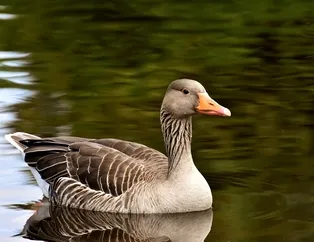 Rüyada kaz görmek ne anlama gelir?