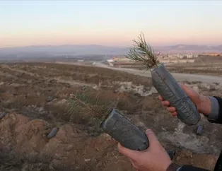 Fidan nasıl dikilir? Ağaç dikimi nerede yapılacak?