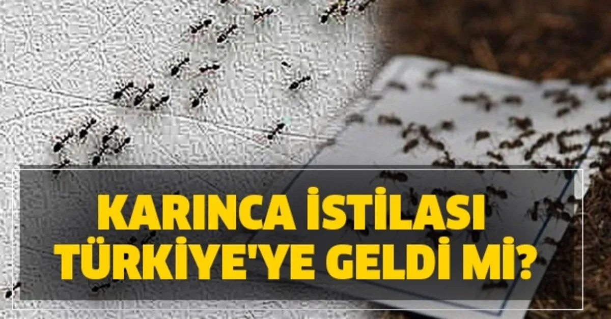 takvim gazetesi