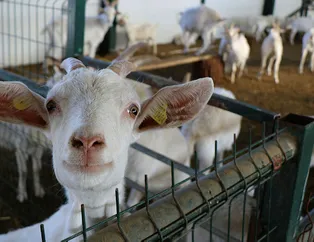 Türk bilim insanları keşfetti! Koronavirüse karşı etkisi keçi sütüne talebi arttırdı