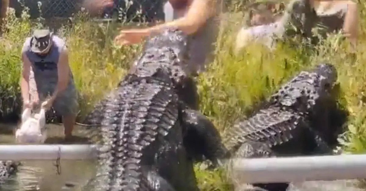 2 saniyede hayatının şokunu yaşadı! Dehşet anları kamerada! Timsaha yem vermek isterken yem oluyordu!