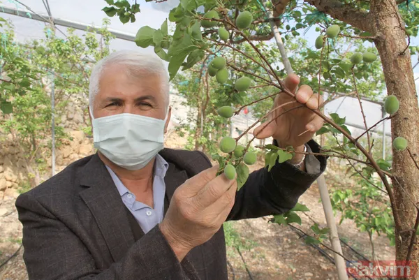 Daha önce yere dökülüyordu! Kayısı çağlasının kilosu 100 TL'den satılıyor - 1