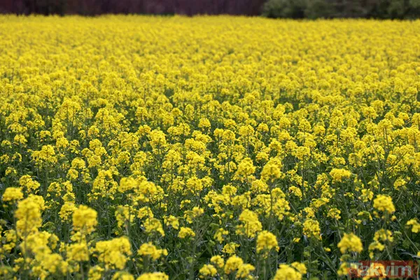 Trakya'da kanola yerini tekrar ayçiçeğe bıraktı - 10