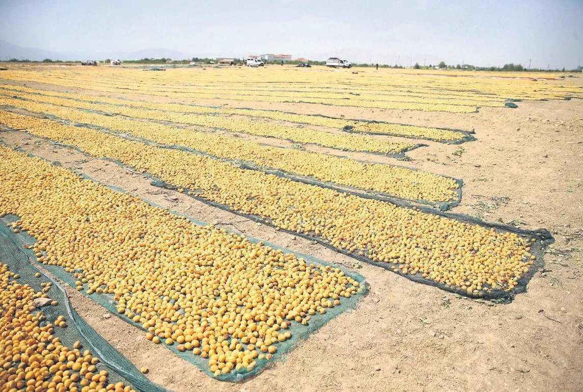 Kayısı mesaisi başladı