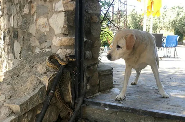 Bursa'da panik anları: Yılan köpeğe saldırdı