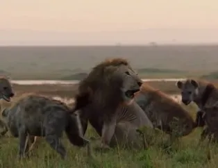 Sırtlanların arasında kalan aslanın yardımına bakın kim koştu!