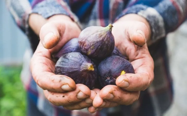 cennetten-inen-meyve-kan-damarlarini-matkap-gibi-aciyor-meger-tam-bir-sifa-deposuymus-1731477842337.jpg (Takvim Foto Arşiv)