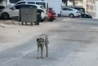 Şanlıurfa Halfeti'de 3 yaşındaki çocuğa sokak köpeği saldırdı