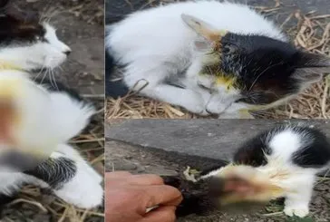 İstanbul’da kedilere asitli saldırı iddiası