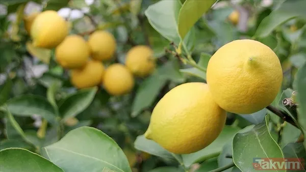 Mutfakta büyük sır: Limon ve misket limonu böyle saklanırsa 4 kat daha dayanıyor - 6
