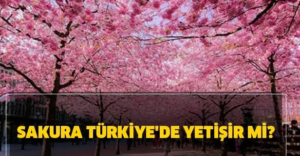 Sakura Türkiye’de yetişir mi? Kaç çeşit sakura vardır? Sakura efsanesi nedir?